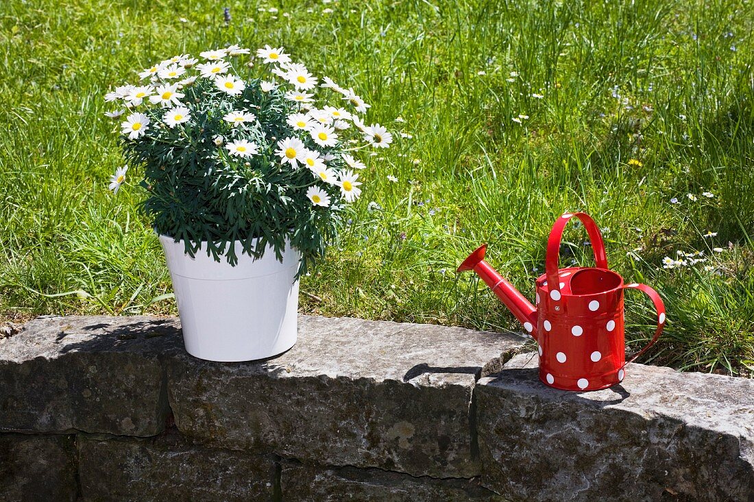 Pot of daisies and a watering can