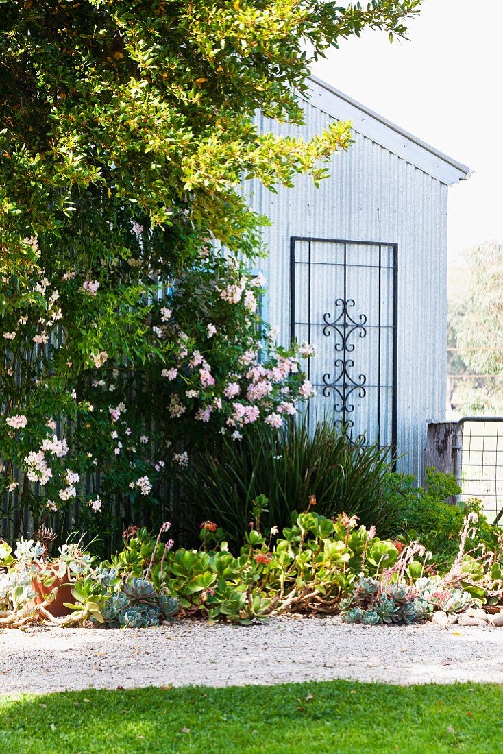 Rankhilfe an Giebelwand mit Heckenrose in sommerlichem Garten mit Kiesweg