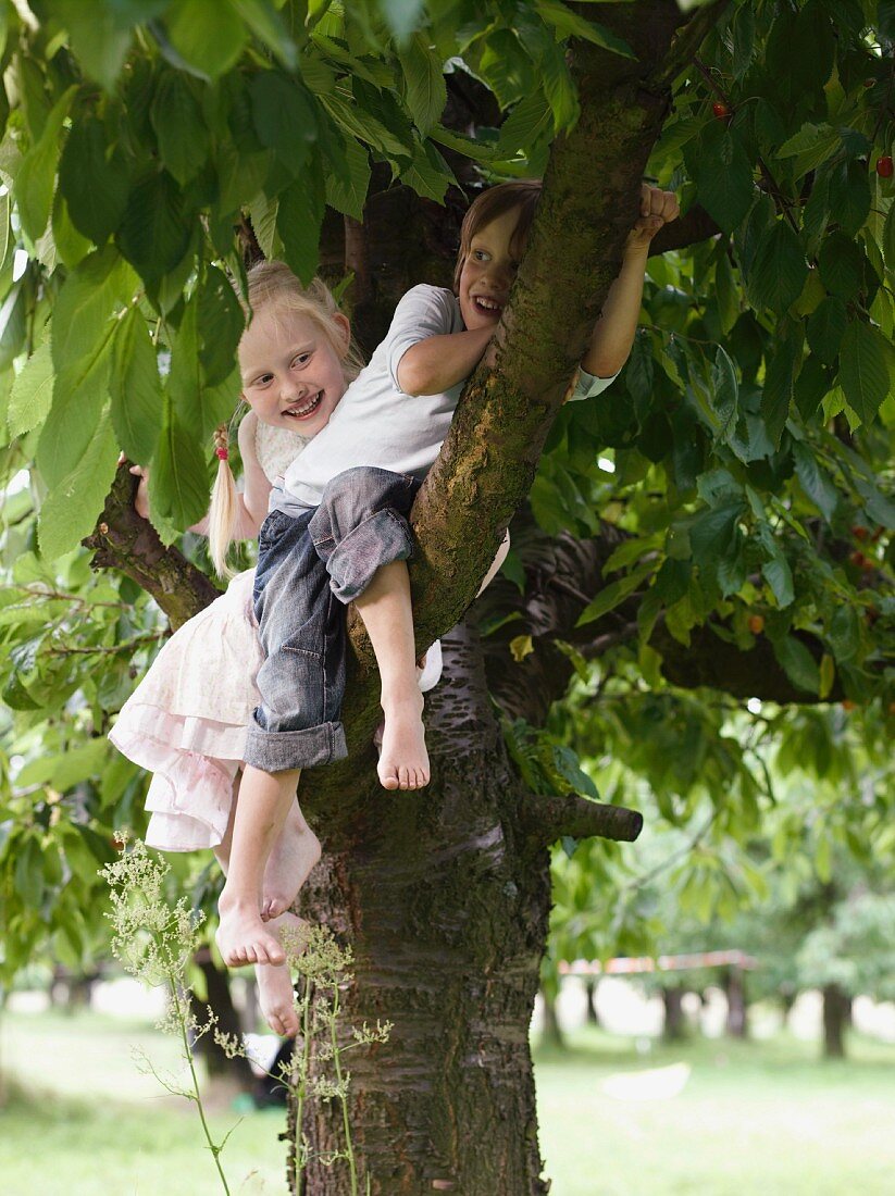Zwei Kinder sitzen im Baum