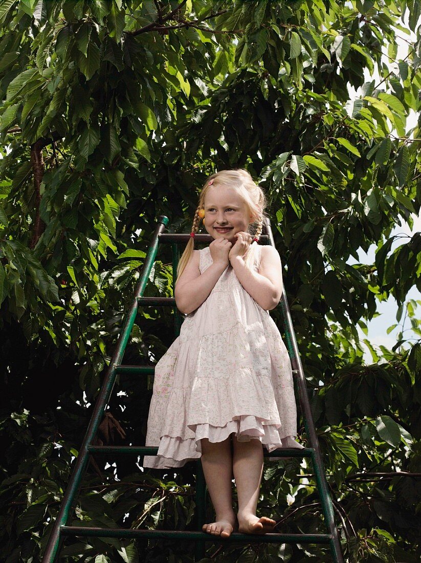Mädchen auf Leiter an Kirschbaum