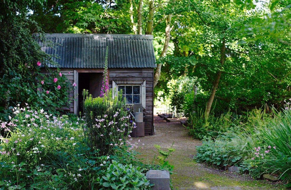 Rustic shed in flowering garden