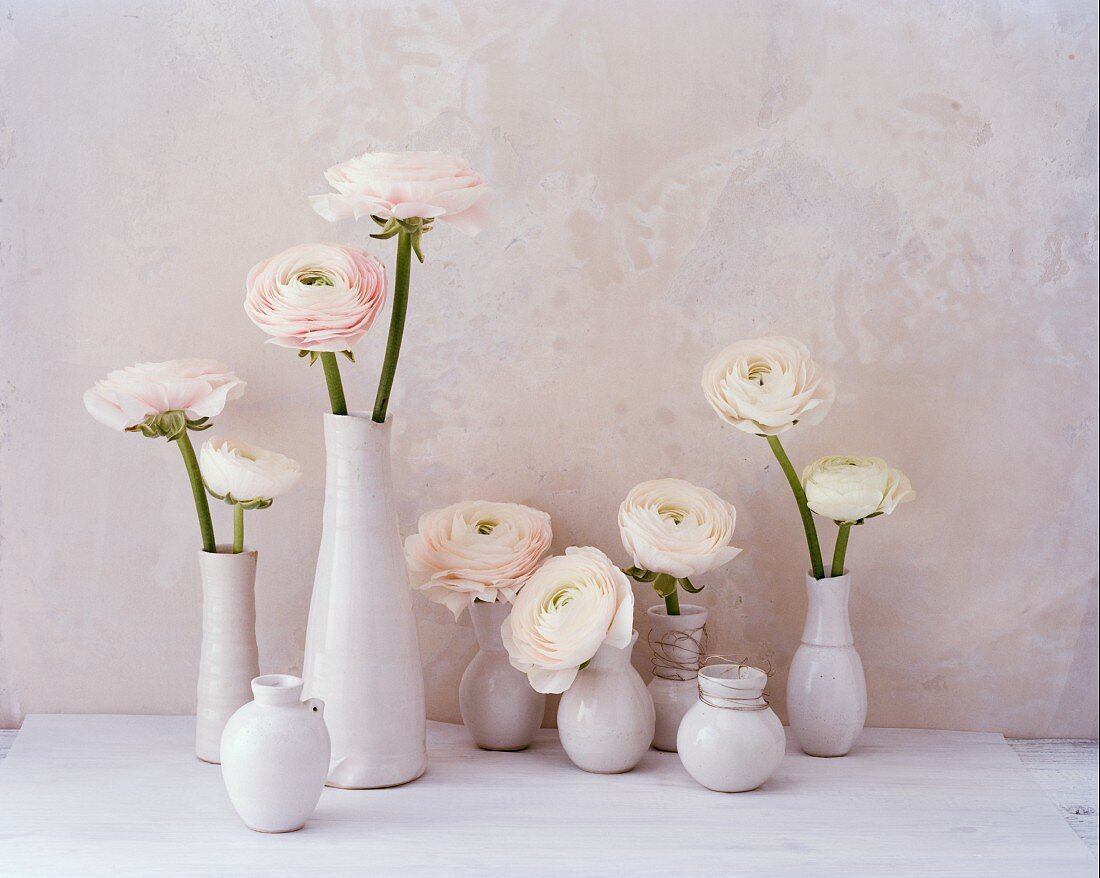 weiße Ranunklen in weissen Vasen