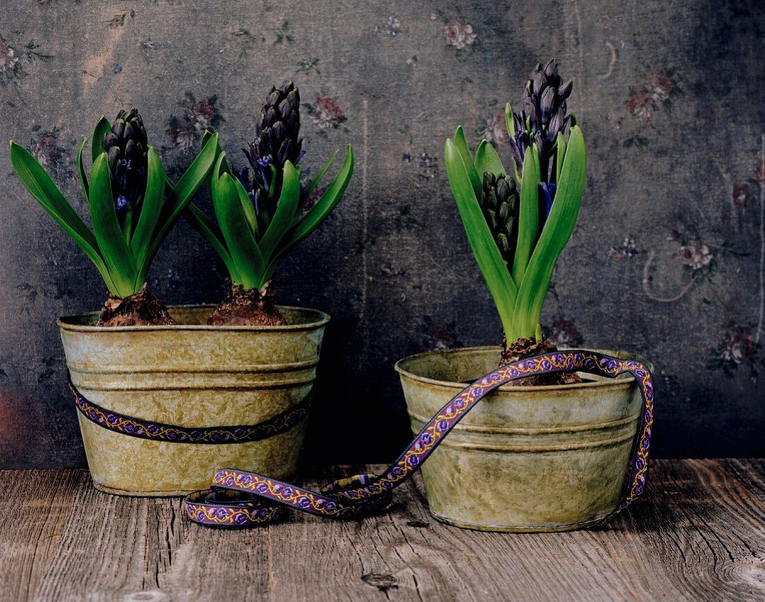 Blue hyacinths in metal pots
