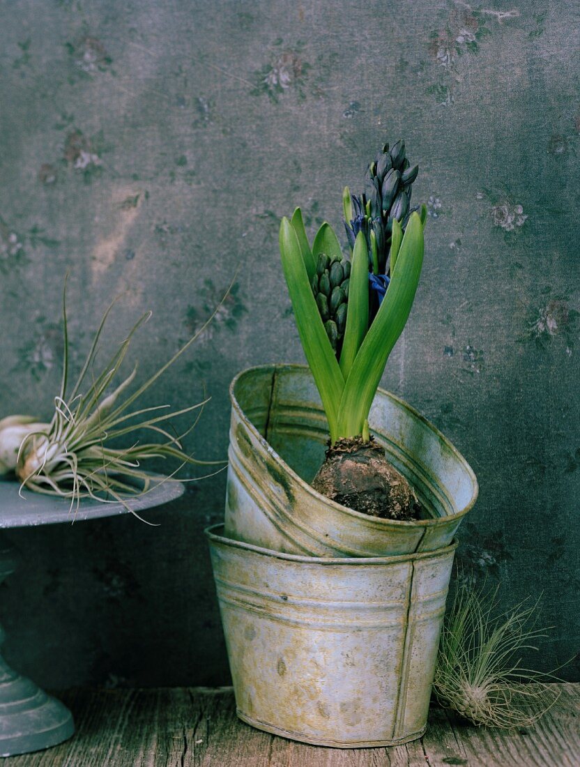 Hyacinth in metal pot