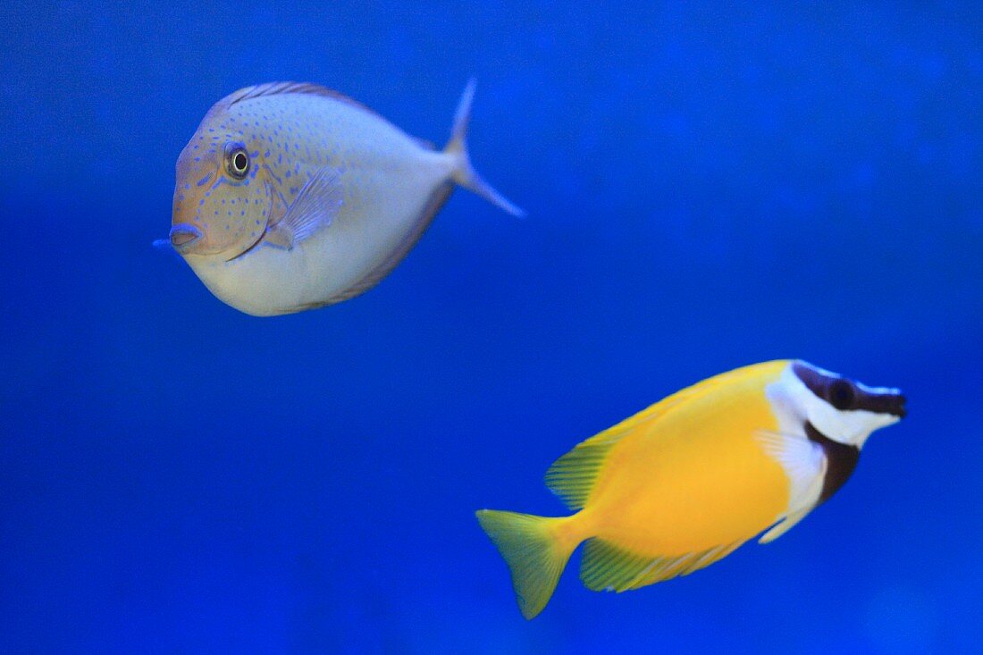 Two marine fish in aquarium