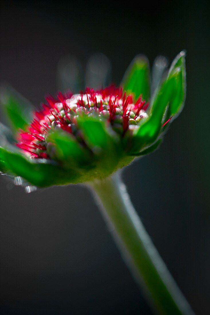 Sonnenhut (Echinacea)