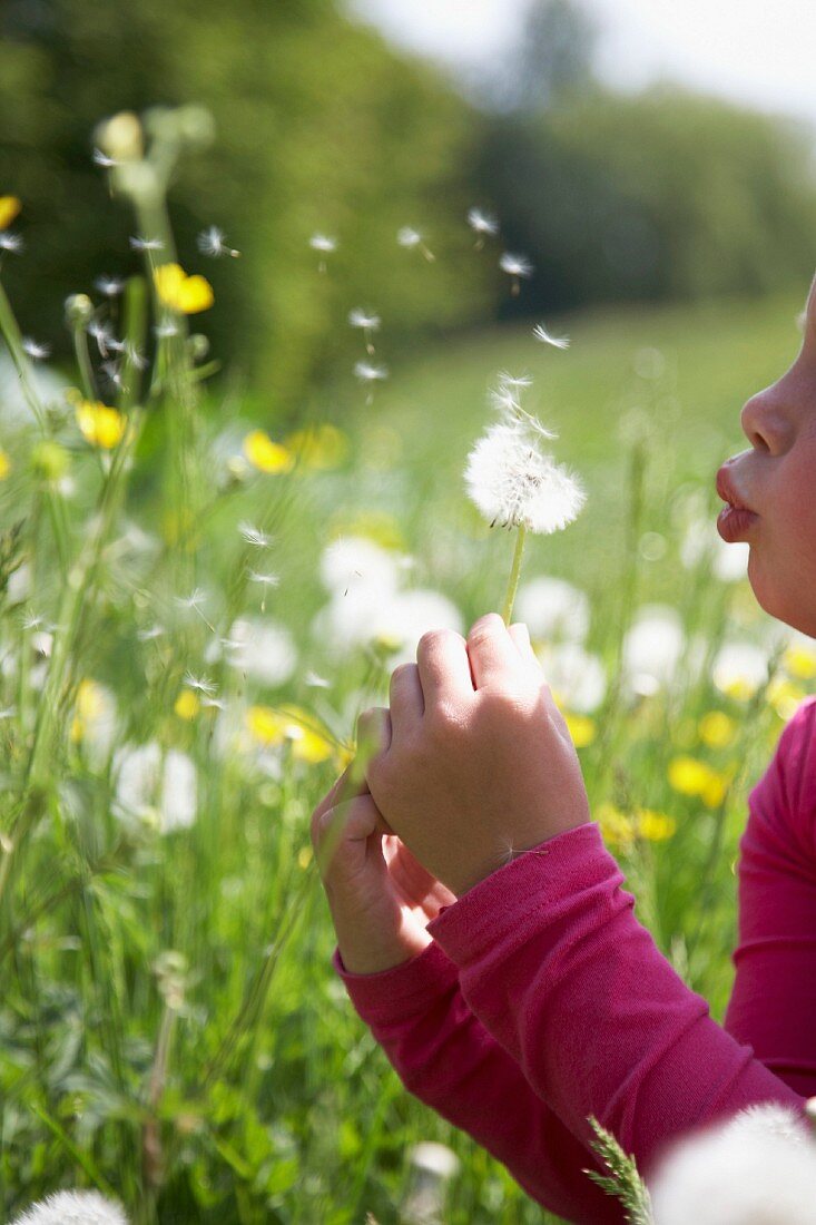 A little girl blowing a dandelion clock