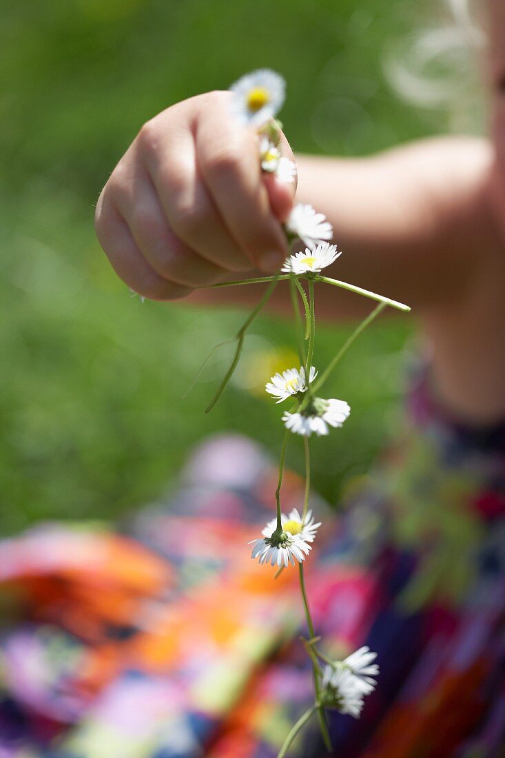 A child's hand holding a daisy chain