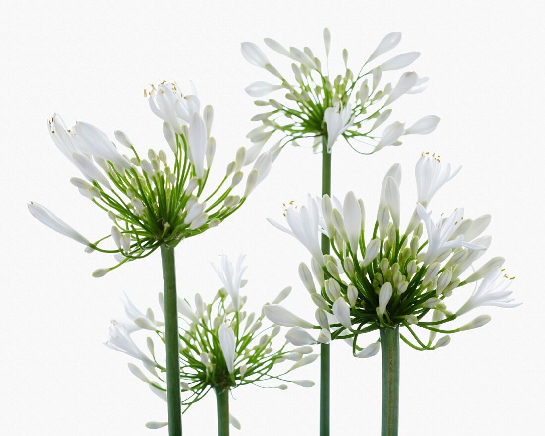 Agapanthus flowers