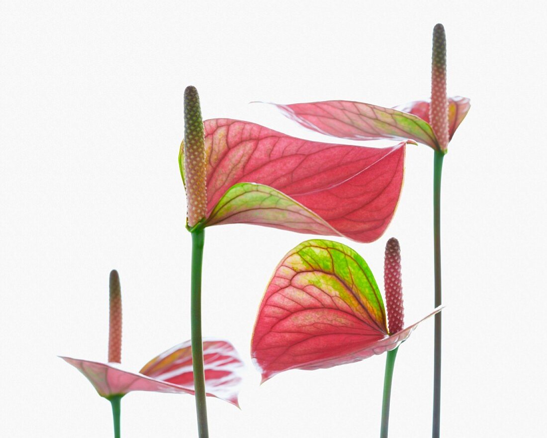 A flamingo flower (anthurium)