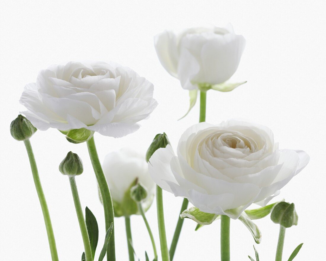 White Ranunculus Flowers