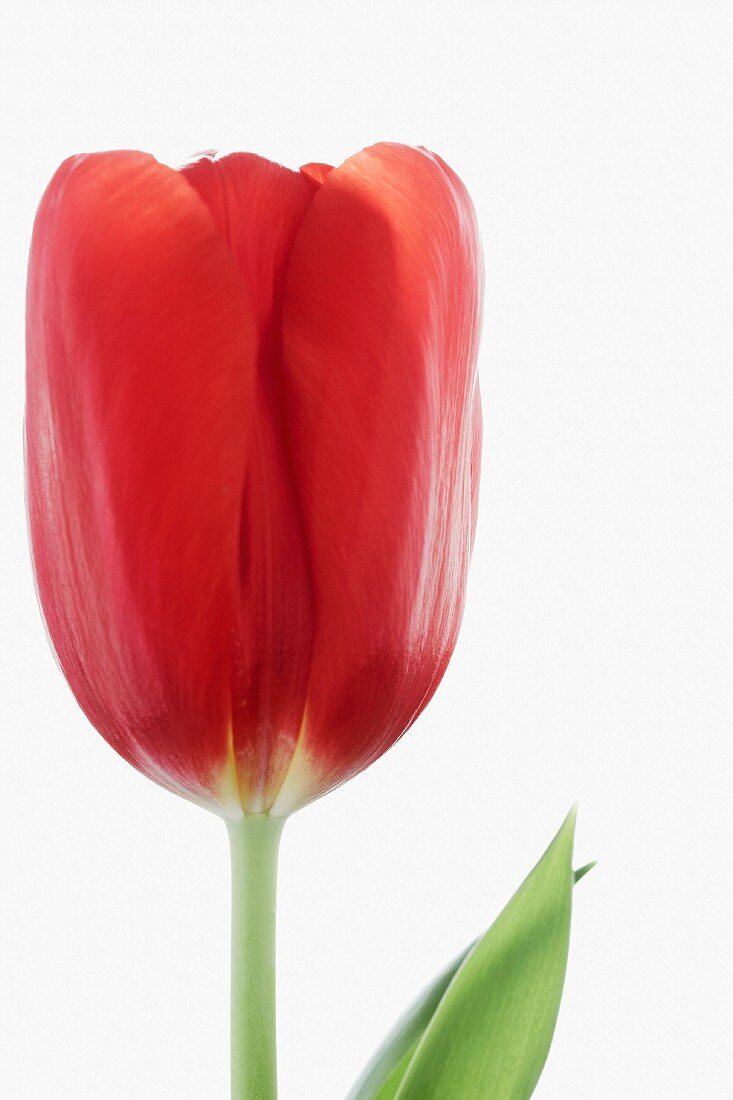 One red tulip blossom in front of a white background