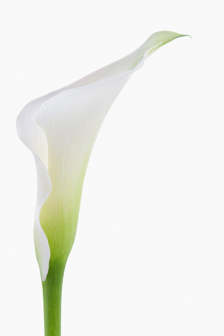 A white calla lily in front of a white background