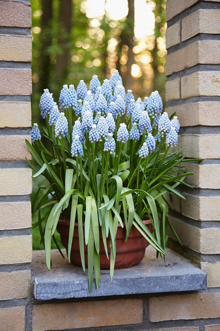 Bright blue grape hyacinths in a plant pot