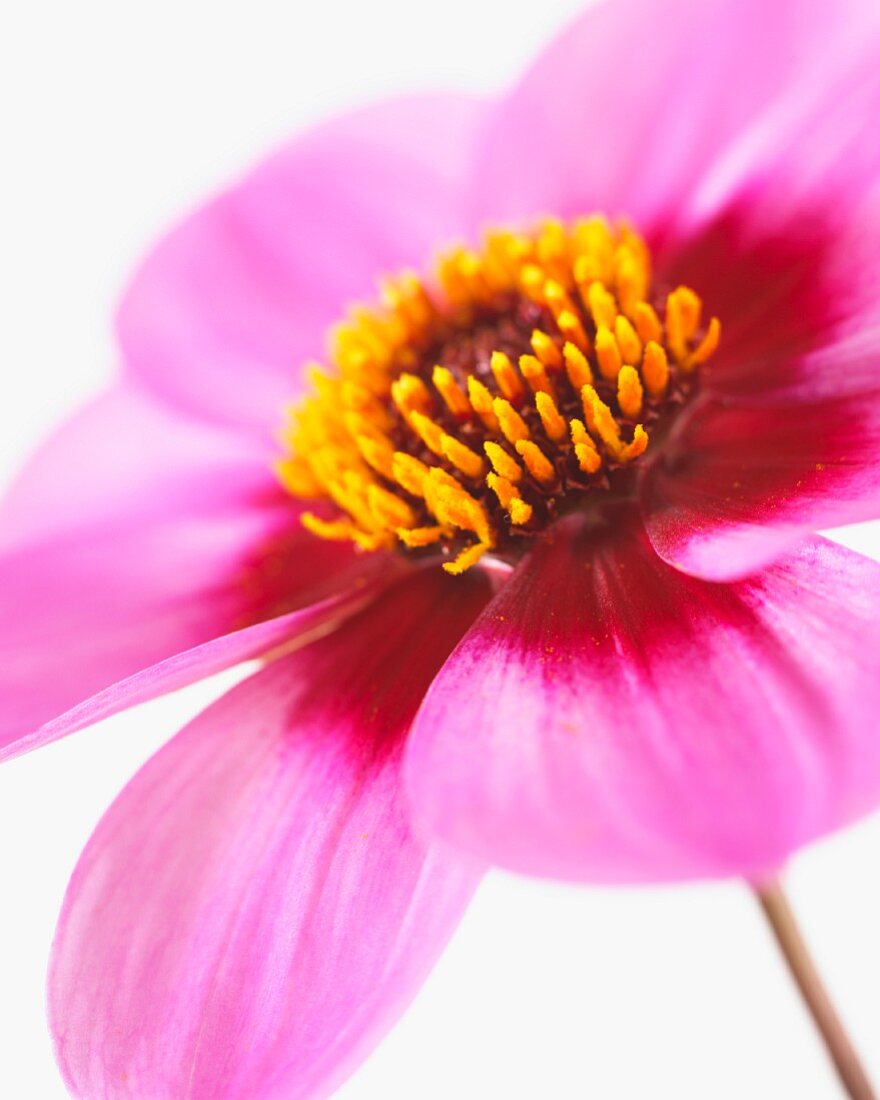 Dahlia flower 'Happy Single Wink'