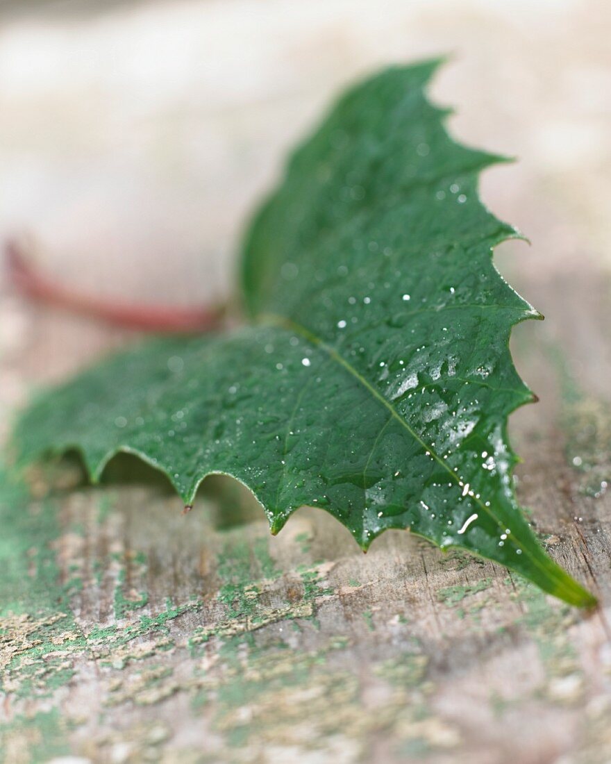 One leaf (close up)