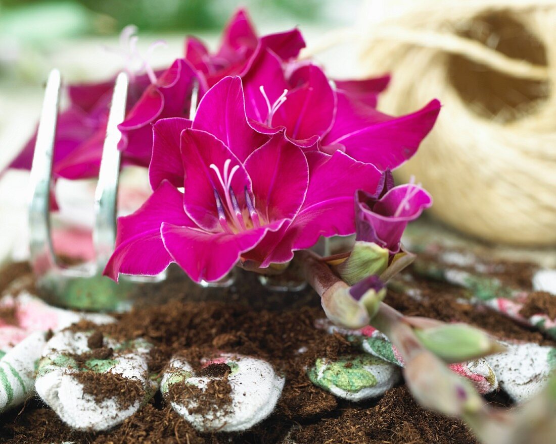 Gladiolenblüten (Gladiolus Gwendolyn) & Gartenwerkzeug