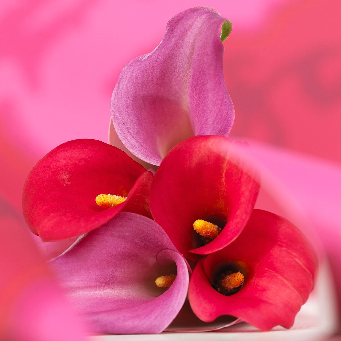 Calla lilies 'Fire Glow' and 'Purple Sensation'