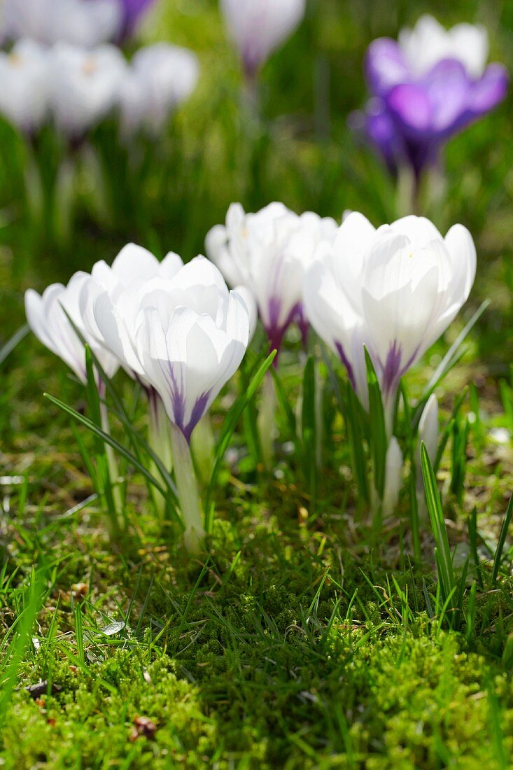 White crocuses in a meadow