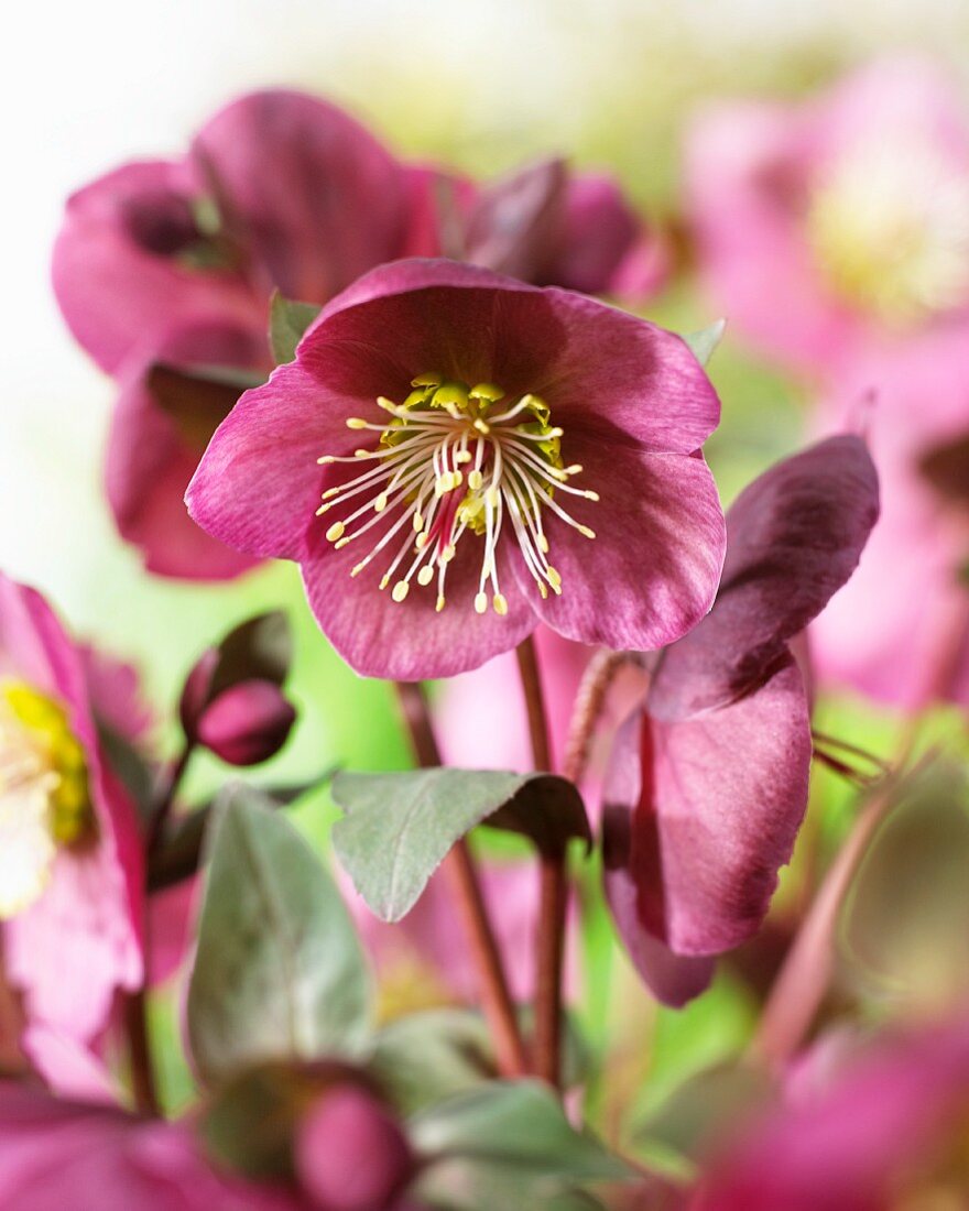 Dusty pink Christmas Rose (Helleborus) 'Anne's Red'