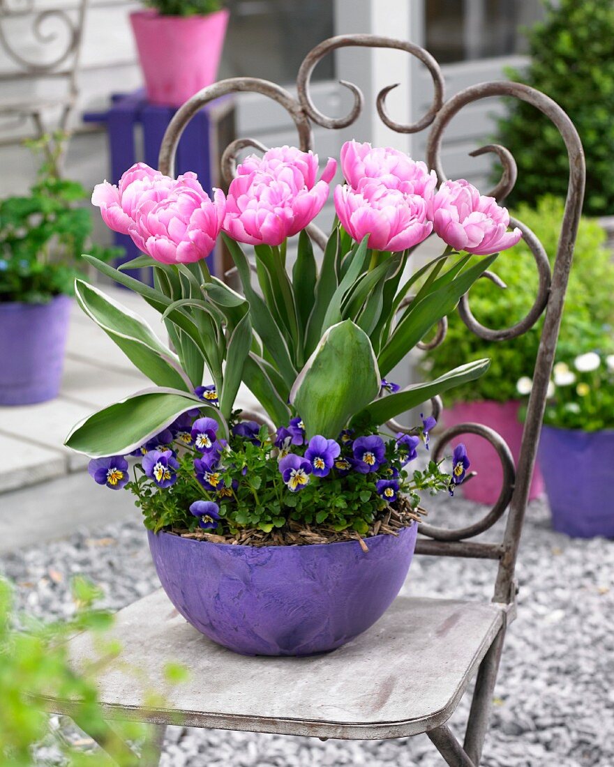 Pink tulips and blue horned violets in a plant pot