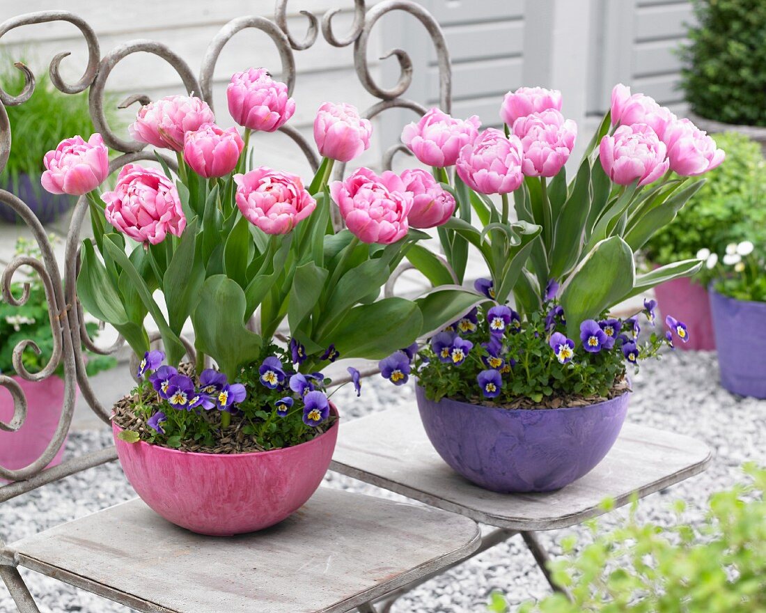 Two plant pots with tulips and horned violets