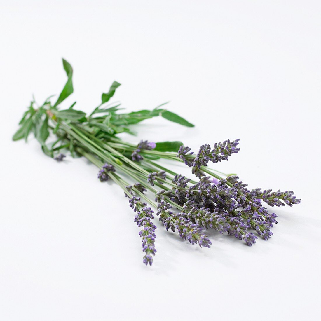 Bouquet of lavender (Lavendula Angustifolia)