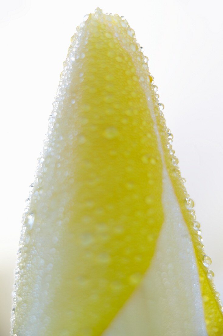 Yellow and white tulip bud (Tulipa Candela) with water droplets