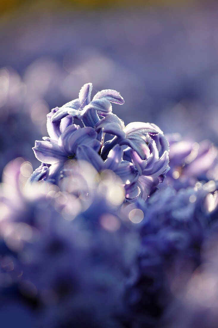 Blaue Hyazinthenblüte (Nahaufnahme)