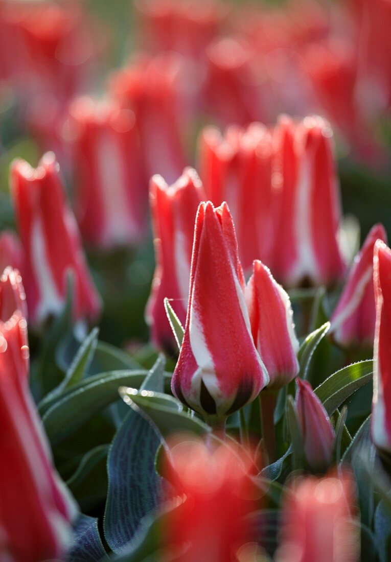 Rosafarbene Tulpenblüten (Tulipa Pinocchio)