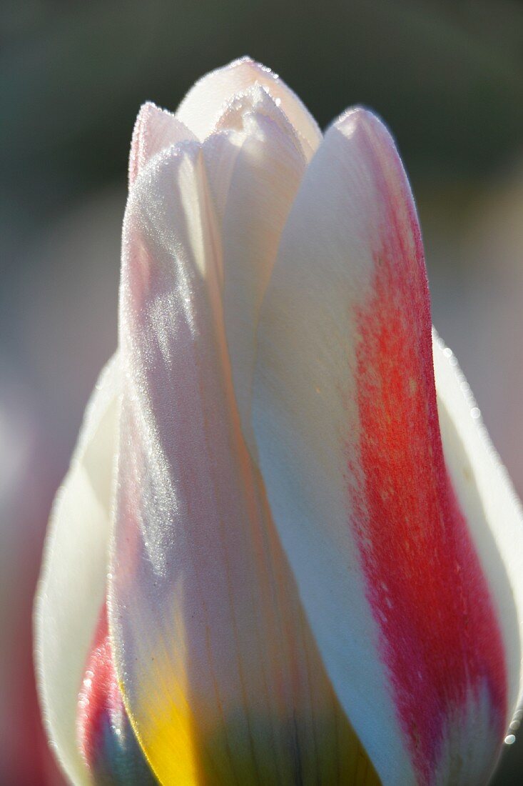 weiße Tulpenblüte (Nahaufnahme)