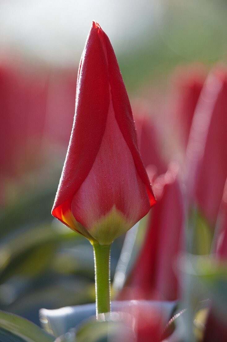 Single rose colored tulip (Tulipa Robassa)