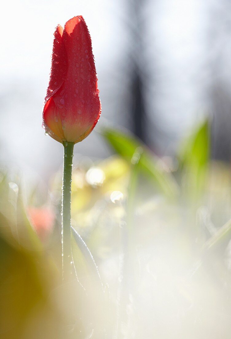 Eine rosafarbene Tulpe im Gegenlicht