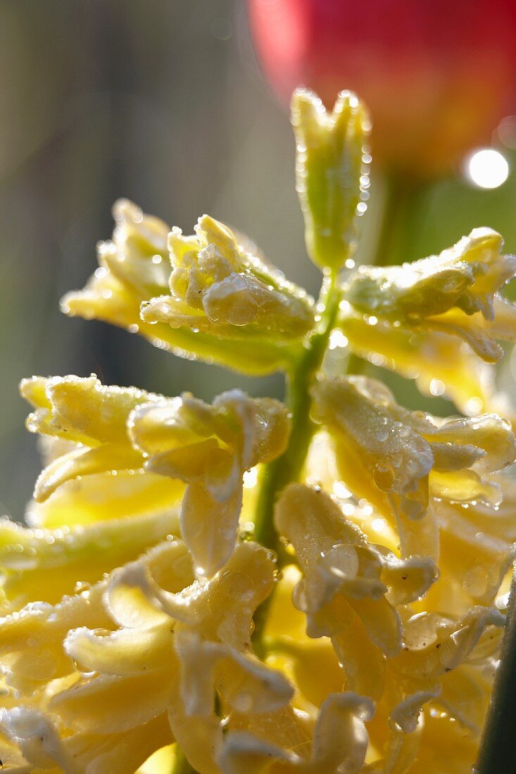 Gelbe Hyazinthenblüten mit Morgentau