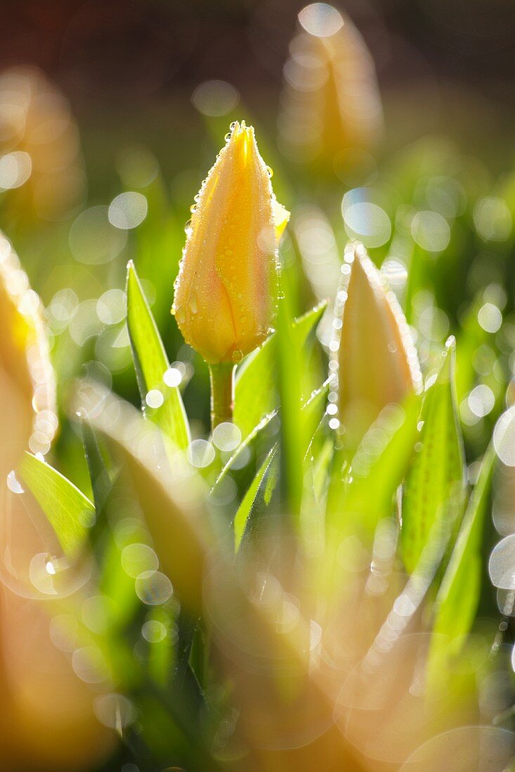 Yellow tulips (Tulips Chopin)