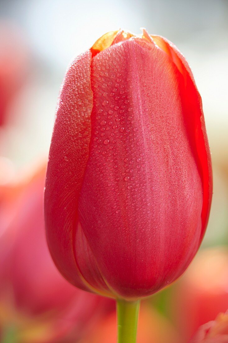 Rosafarbene Tulpenblüte (Tulipa Avignon) mit Tautropfen
