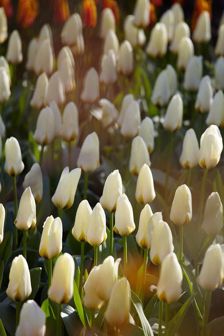 Tulpenbeet mit weissen Tulpen (Tulipa Concerto)