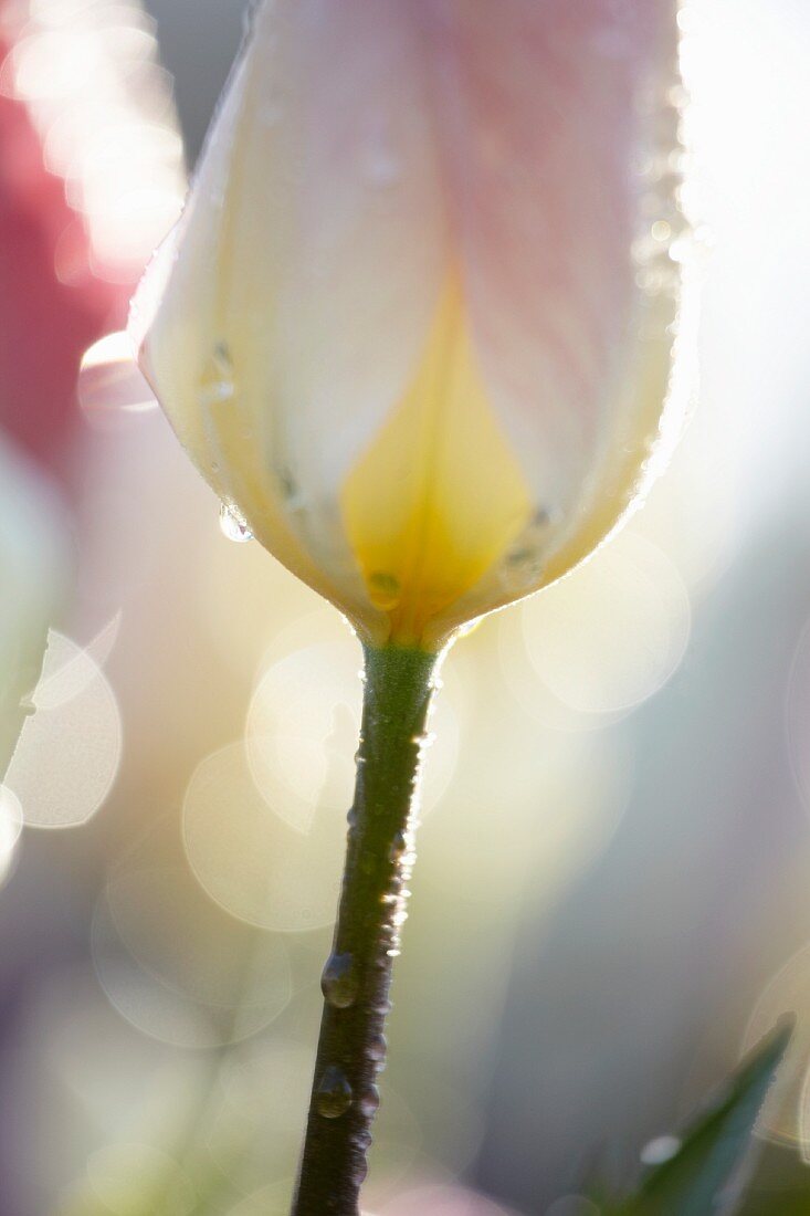 Tulpe (Tulipa Flaming Purissima)