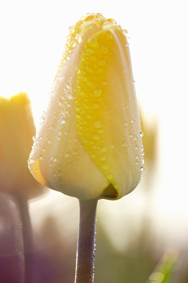 Two tone tulip (Tulipa Candela)