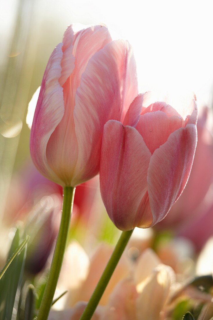 Rosafarbene Tulpenblüten