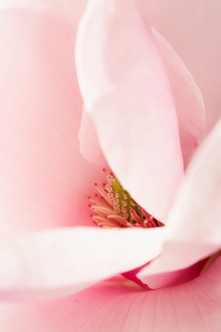 A magnolia flower (macro zoom)
