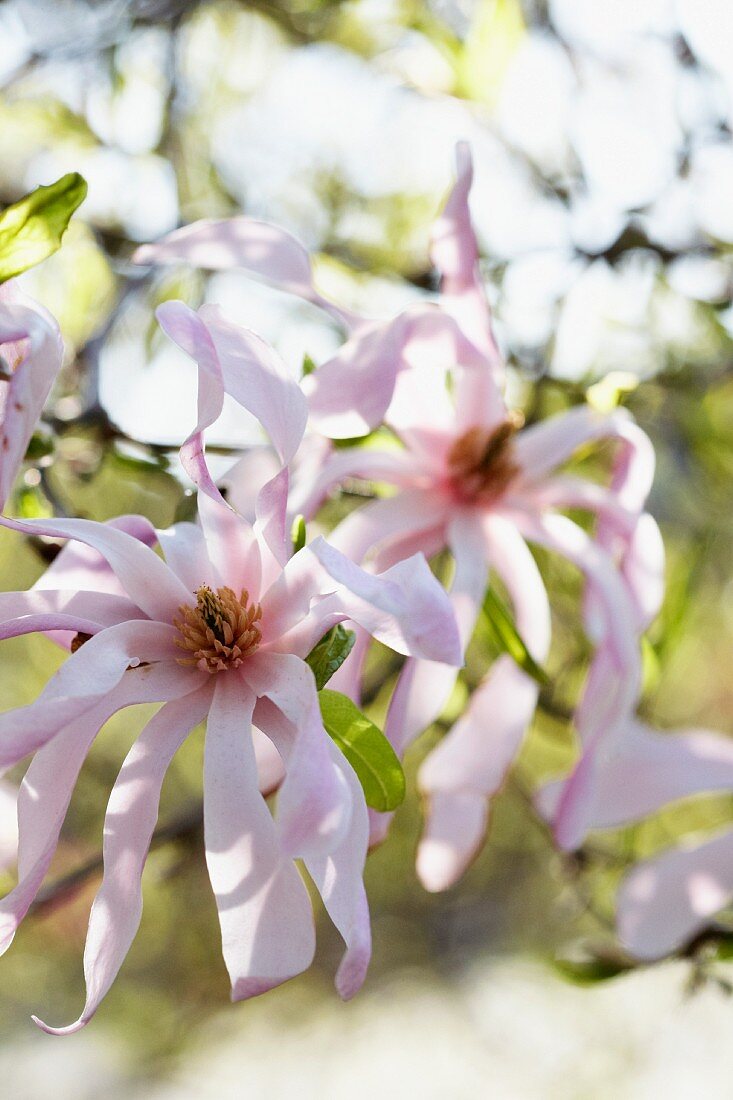 Magnolien-Hybride (Magnolia x Loebneri Leonard Messel)