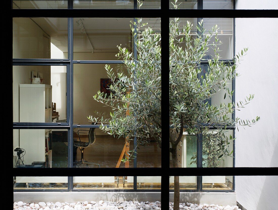 View through a window of a olive tree on the patio