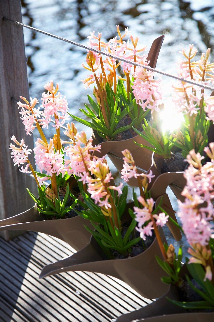 Pink hyacinth in plant containers