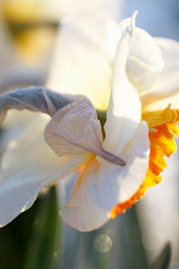 Zweifarbige Narzissenblüte (Narcissus Royal Orange)