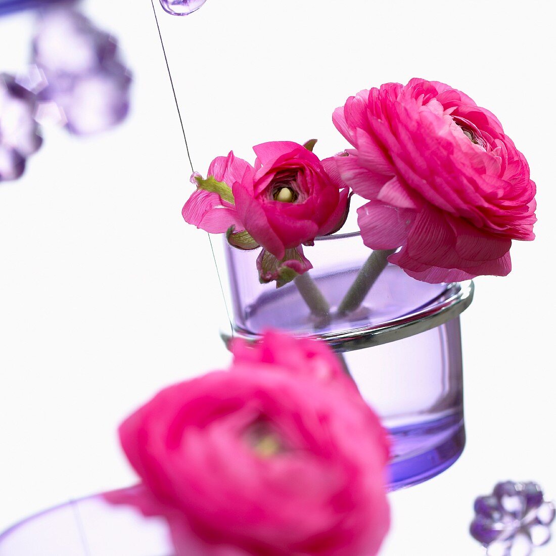 Rosafarbene Ranunkeln in lila Vase