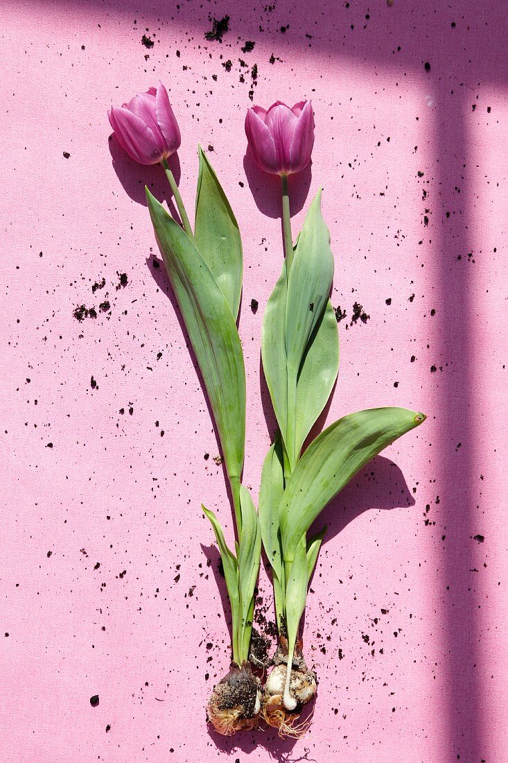 Zwei pinkfarbene Tulpen mit Zwiebel auf rosa Untergrund