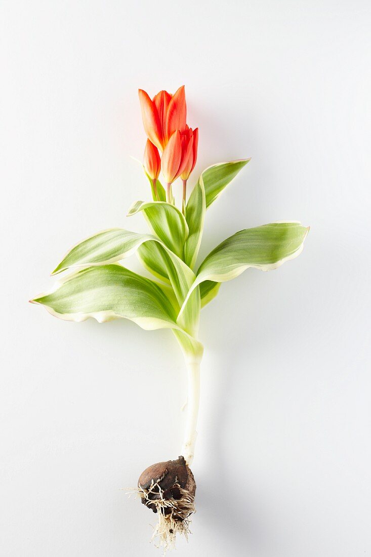 A tulip with leaves and bulb in front of a white background