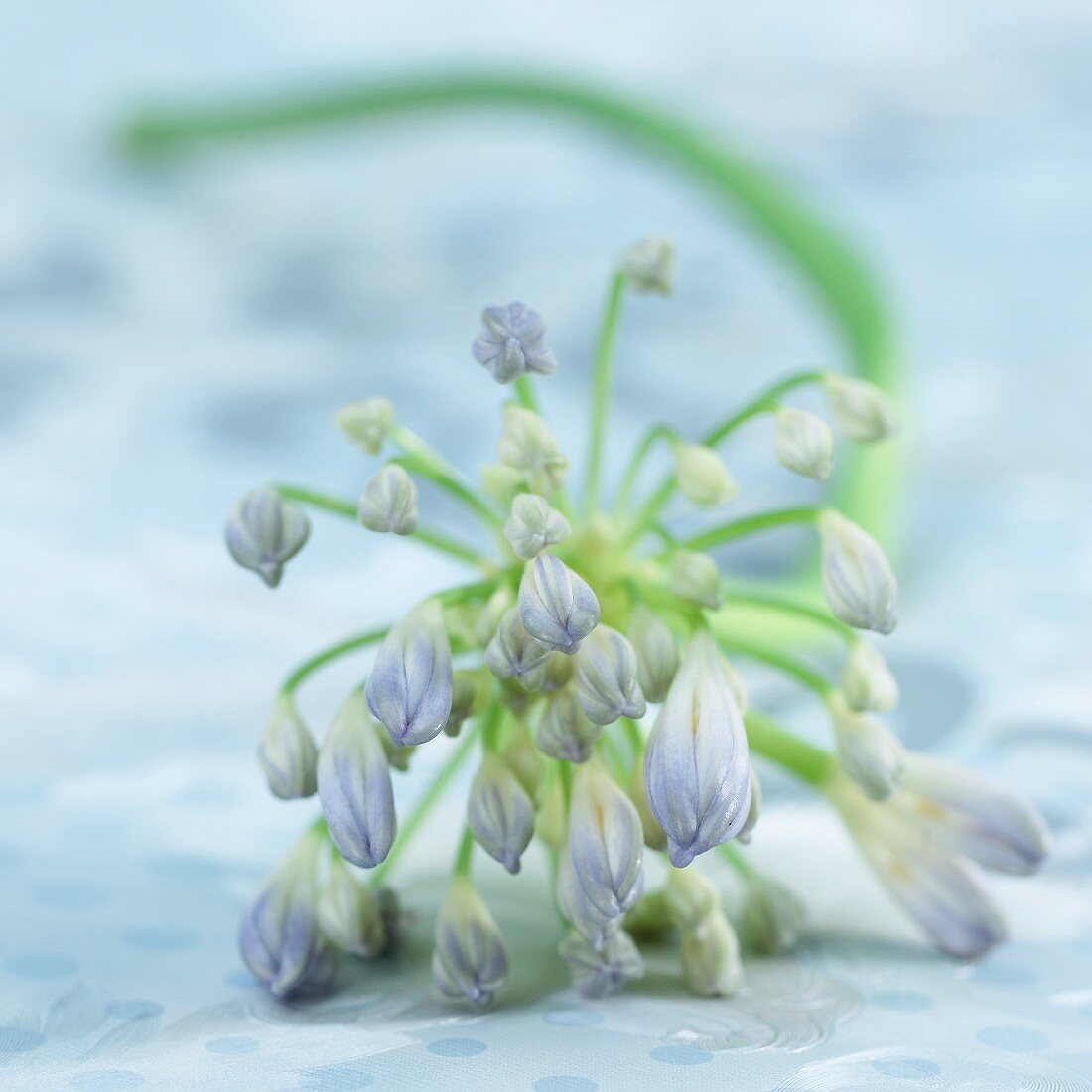 Blüte einer Schmucklilie (Agapanthus)