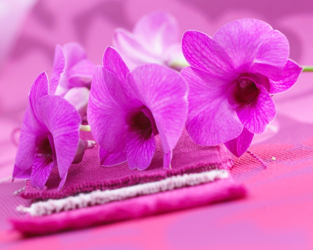 Pinkfarbene Dendrobien-Orchideenblüten